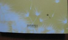 林清玄散文精选读后感