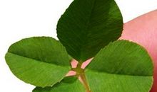 我是一片小叶子