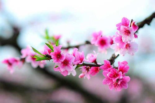 桃花春
