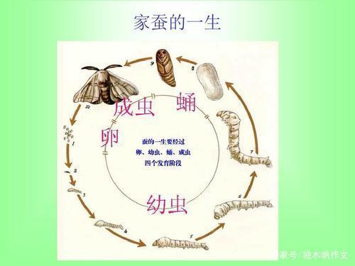 观察蚕的成分