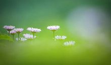 我在呼唤您——父亲