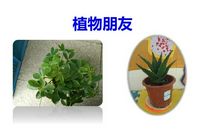 植物朋友