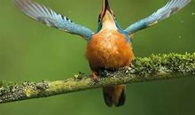 爱护鸟类，保护大自然