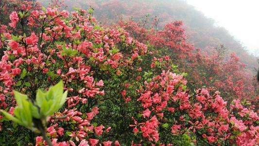 美丽的龙泉山