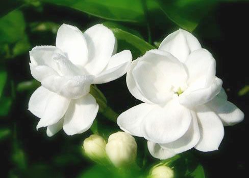 茉莉花在记忆中