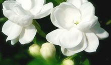 记忆中的茉莉花