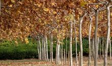 家门口的梧桐树