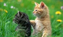 我和动物的友谊