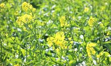 温暖之花悄然绽放