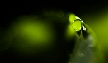 生命中的那一抹绿