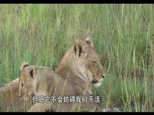 觉醒的狮子