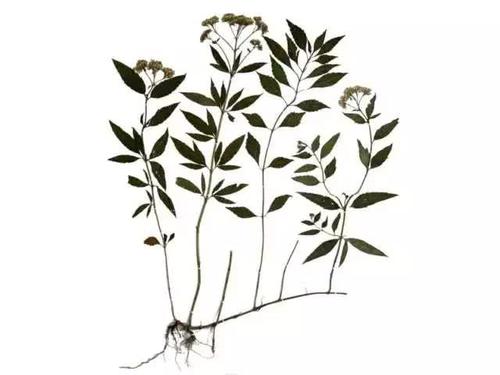 一朵花的叙事