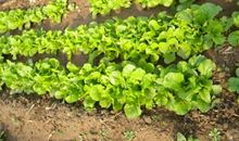 小白菜生长过程