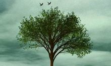 种一棵树，蓝一片天