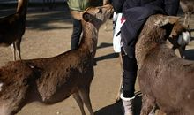 身边的“粉丝”