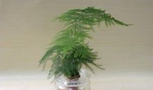 我的植物朋友文竹