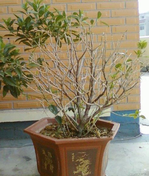 茉莉花让我想起了她