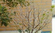 茉莉让我想起了她