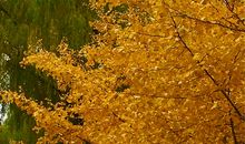 我爱秋天的银杏叶