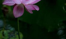 我心中的那朵莲