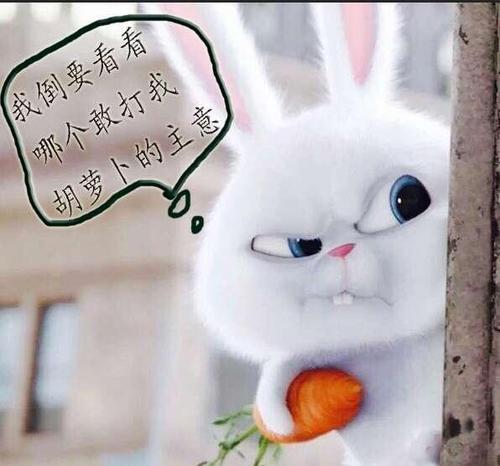 我的小可爱兔