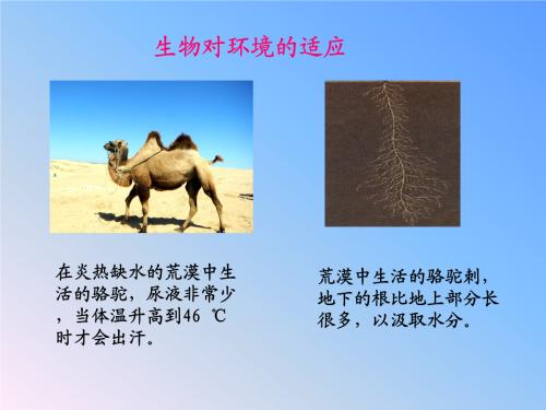 适应环境