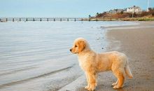 金毛犬作文三年级