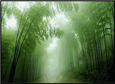 雨后的竹林
