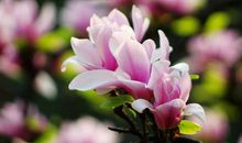 又一年玉兰花开