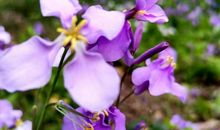 那平凡的小草，触动了我