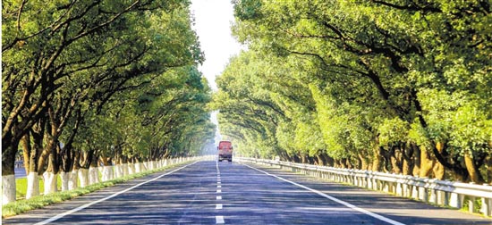 樟脑的美丽大道