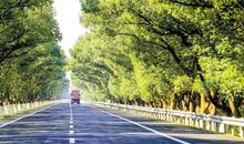 美丽的香樟大道