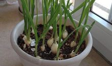 大蒜的观察日记