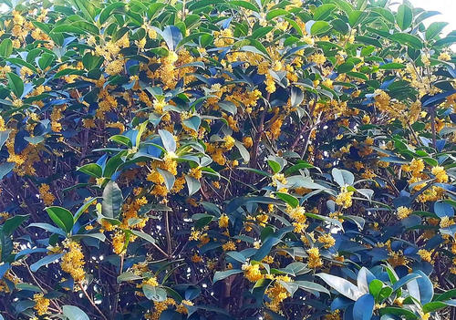 桂花开的时候