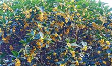 当满树桂花盛开时