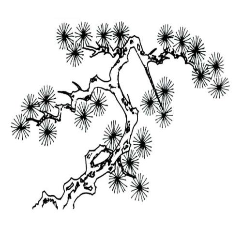 我眼中的松树