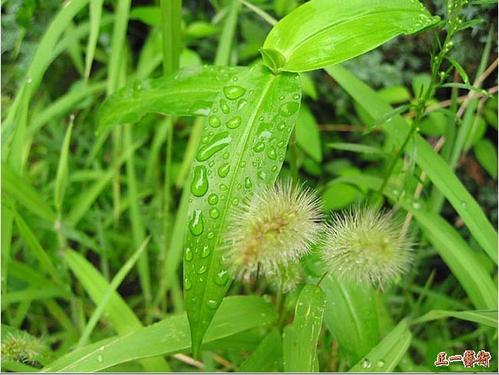 草在风雨中