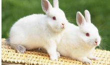 我最喜欢的小动物——小白兔