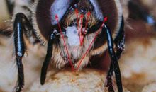 有奇怪复眼的双翅目昆虫