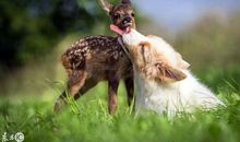 我与动物的感情