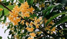 我与桂花有个约会