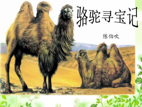 关于阅读《骆驼寻宝》的思考