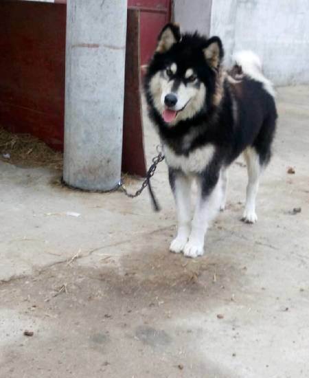 爱犬皮皮