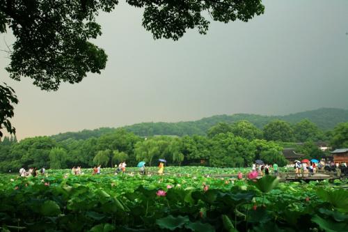 西湖夏季旅行