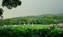 西湖夏日游记