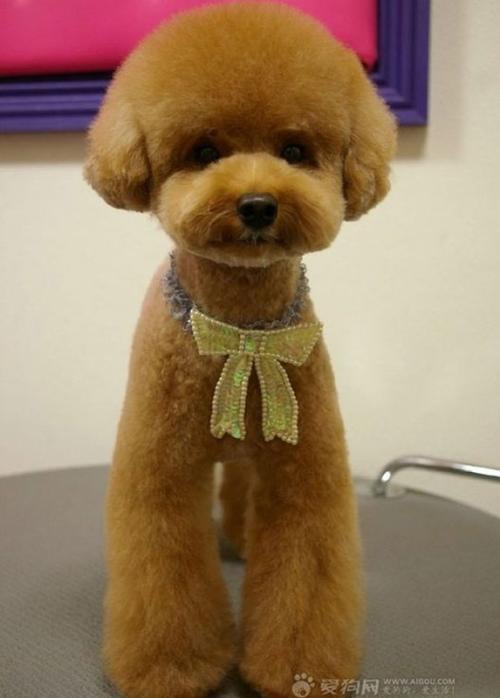 可爱的泰迪狗组成