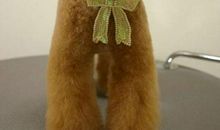 可爱的泰迪狗作文