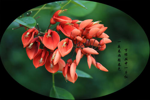 赞扬春雨