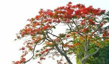 开在心里的金凤花