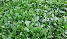 我是一株马兰头